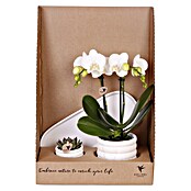 Piardino Zimmerpflanzen-Arrangement Slow Living (Topfgröße: 18 cm) | BAUHAUS