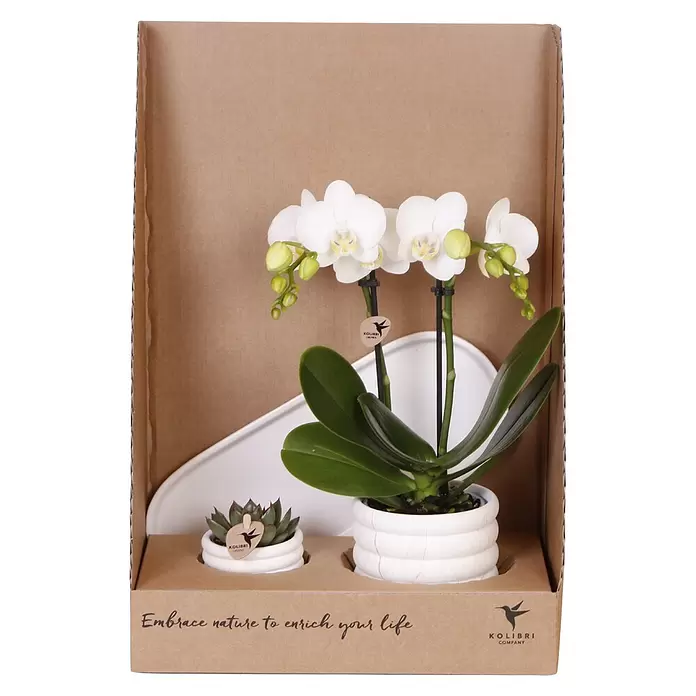Piardino Schmetterlingsorchidee Arrangement Slow Living - Topfgröße: 18 cm - Weiße Orchidee und Sukkulente in weißen strukturierten Töpfen, verpackt in einem braunen Karton.