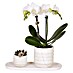Piardino Zimmerpflanzen-Arrangement Slow Living 