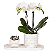 Piardino Zimmerpflanzen-Arrangement Slow Living (Topfgröße: 18 cm) | BAUHAUS