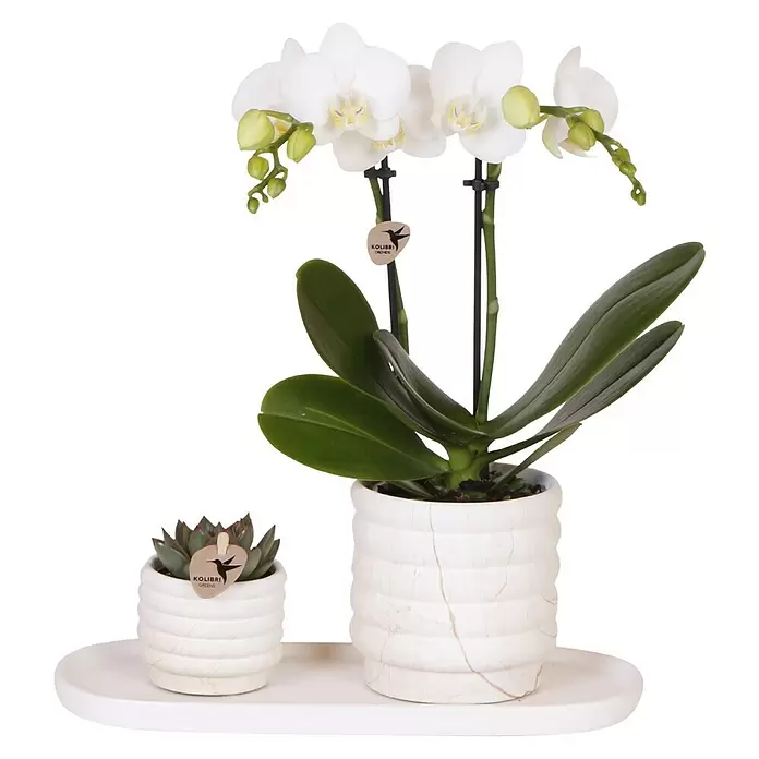 Piardino Schmetterlingsorchidee Arrangement Slow Living - Topfgröße: 18 cm - Weiße Orchidee und Sukkulente in zwei strukturierten weißen Keramiktöpfen auf einem weißen Präsentationstablett.
