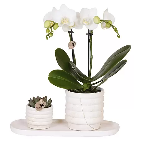 Piardino  Schmetterlingsorchidee Arrangement Slow Living