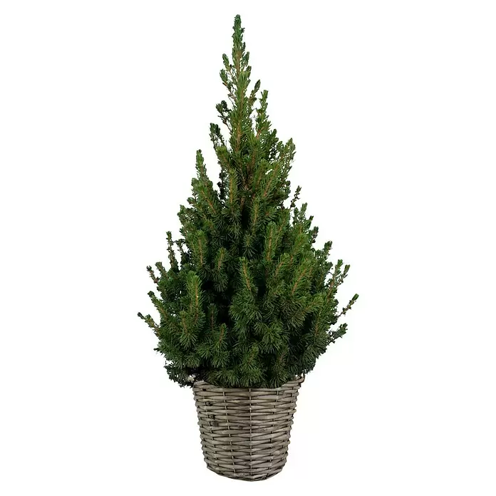 Piardino Zuckerhut-Fichte - Picea conica, Topfgröße: 19 cm - Kleiner grüner Nadelbaum im geflochtenen grauen Weidenkorb.