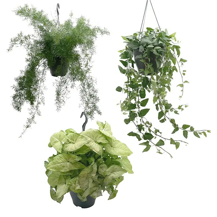 Piardino Blumenampel Mix - Verschiedene Sorten, Topfgröße: 19 cm - Drei Zimmerpflanzen, darunter ein Asparagus Farn, eine Kletterpflanze und eine Syngonium Zimmerpflanze, präsentieren eine vielfältige Auswahl.