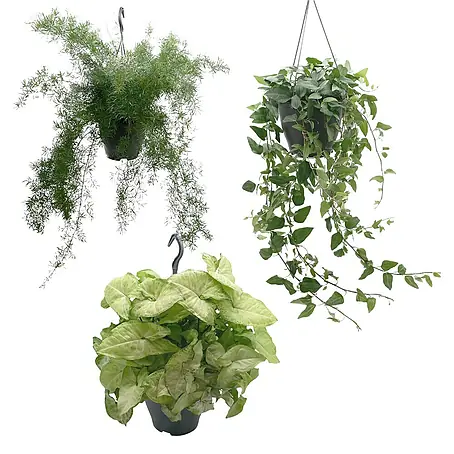 Piardino  Blumenampel Mix