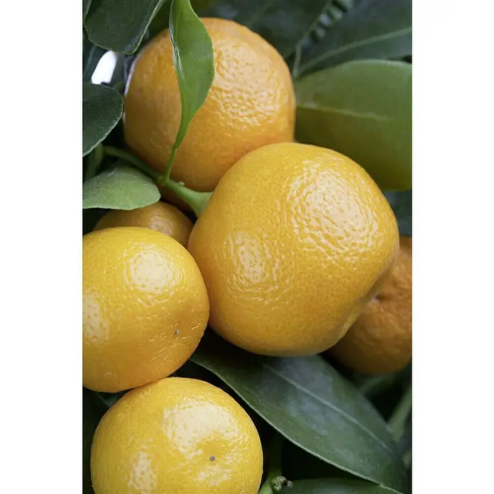 Piardino Calamondin-Orange - Citrofortunella microcarpa, Topfgröße: 20 cm - Ein lebendiges Bild von reifen Mandarinen, die an einem Baum mit grünen Blättern hängen, wodurch die leuchtende Farbe der Früchte betont wird.