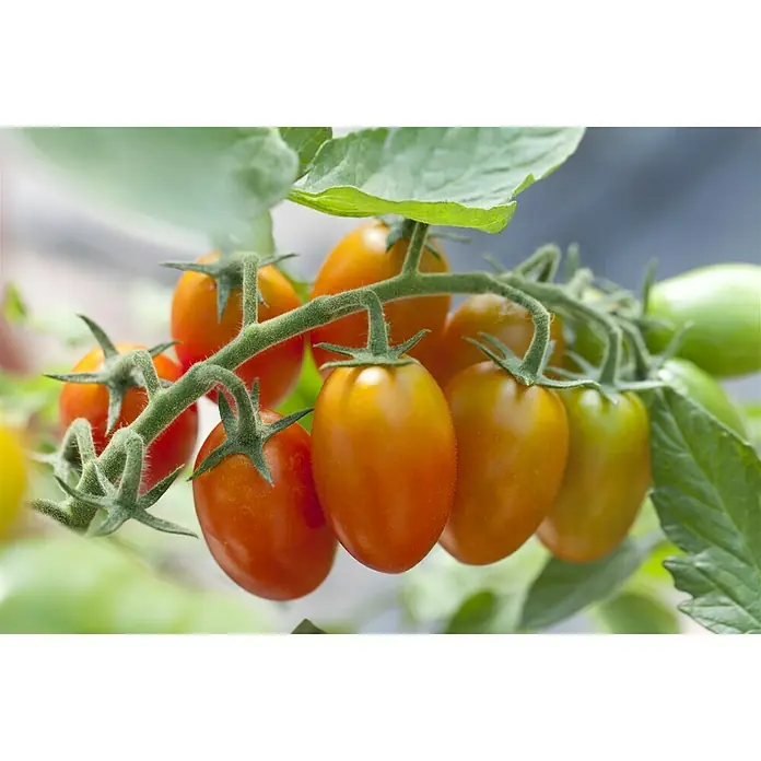 Piardino Tomate - Solanum lycopersicum, 10 cm, Erntezeit: Juli - Nahaufnahme einer Rispe länglicher, orange-roter Kirschtomaten, die an einer grünen Pflanze wachsen.