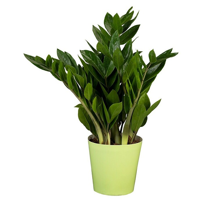Piardino Glcksfeder - Zamioculcas zamiifolia, Topfgre: 14 cm online  kaufen bei BAUHAUS