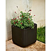 Keter Maceta para planta Cube Box (L x An x Al: 40 x 40 x 40 cm, Material compuesto, Marrón) | BAUHAUS