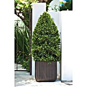 Keter Maceta para planta Cube Box (L x An x Al: 40 x 40 x 40 cm, Material compuesto, Marrón) | BAUHAUS