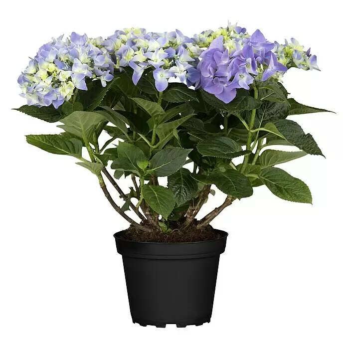 Piardino BauernhortensieHydrangea macrophylla verschiedene Farben, Topfgröße: 10 cm, Rosa/Rot/Blau/Weiß