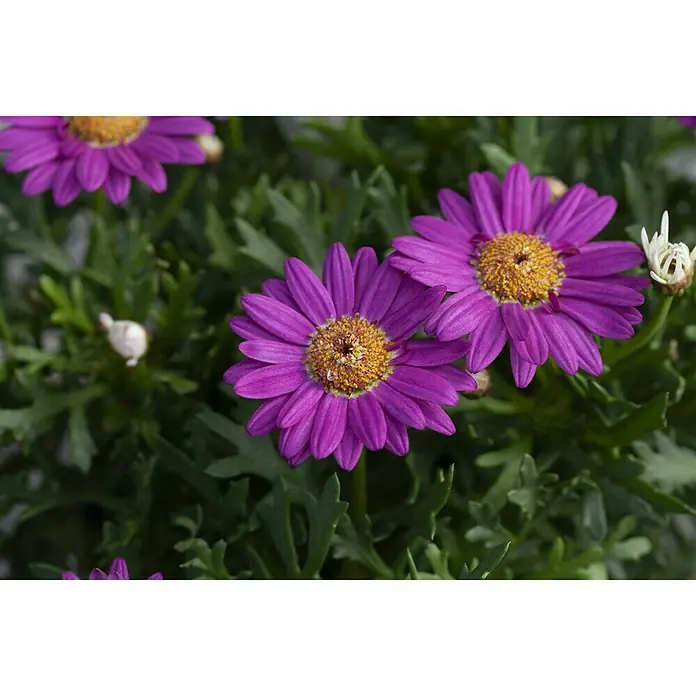Piardino Strauchmargerite - Chrysanthemum frutescens, Sortenabhängig - Nahaufnahme von leuchtend lila Gänseblümchen mit gelben Zentren, umgeben von üppigem, grünem Laub, das die lebendige Farbe der Blüten hervorhebt.