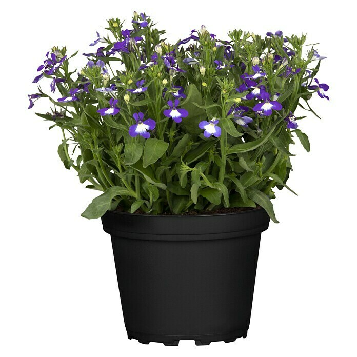 Lobelia erinus 13 3 Pflanzen im Topf