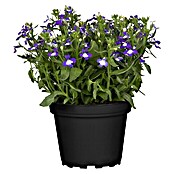 Lobelia erinus 13 3 Pflanzen im Topf