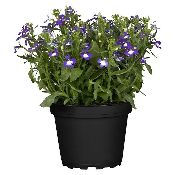 Piardino Lobelie - Lobelia erinus, Blütenfarbe: Blau - Vorderansicht