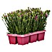 Piardino Gartennelke 6er Tray 