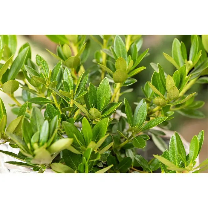 Piardino Zwergrhododendron 'Bloombux' ® - Rhododendron 'Bloombux' ®, Topfgröße: 10 cm, Rosa - Nahaufnahme einer üppigen, grünen Strauchpflanze mit dichtem Laub und lebendigen Farbtönen, die in einem Garten oder einer Inneneinrichtung erfrischt.