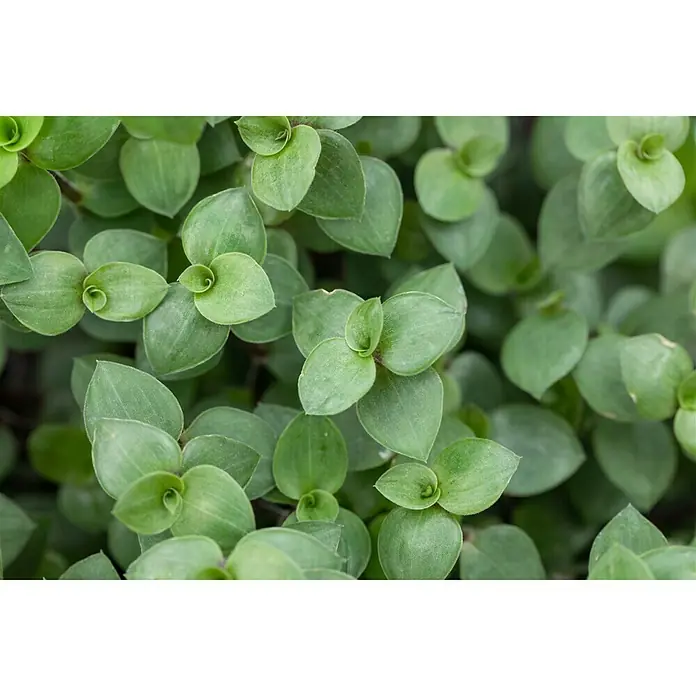 Piardino Schönpolster - Callisia repens, Topfgröße: 12 cm - Nahaufnahme von saftig grünen Callisia Repens Blättern, die eine dichte und gesunde Pflanze bilden.
