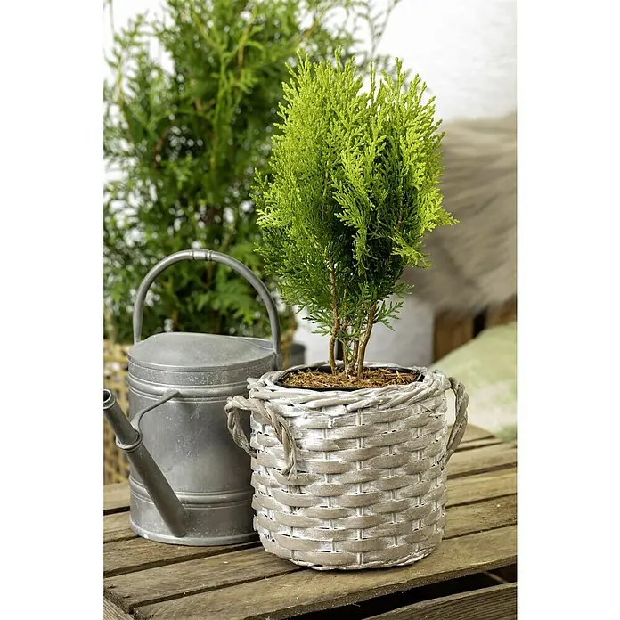 Piardino Koniferen-Mix Aufrecht - Coniferales Hybride, Topfgröße: 13 cm - Nahaufnahme eines eleganten Zypressen-Topfes neben einer Zinkgießkanne auf einem rustikalen Holztisch, ideal für die Dekoration.