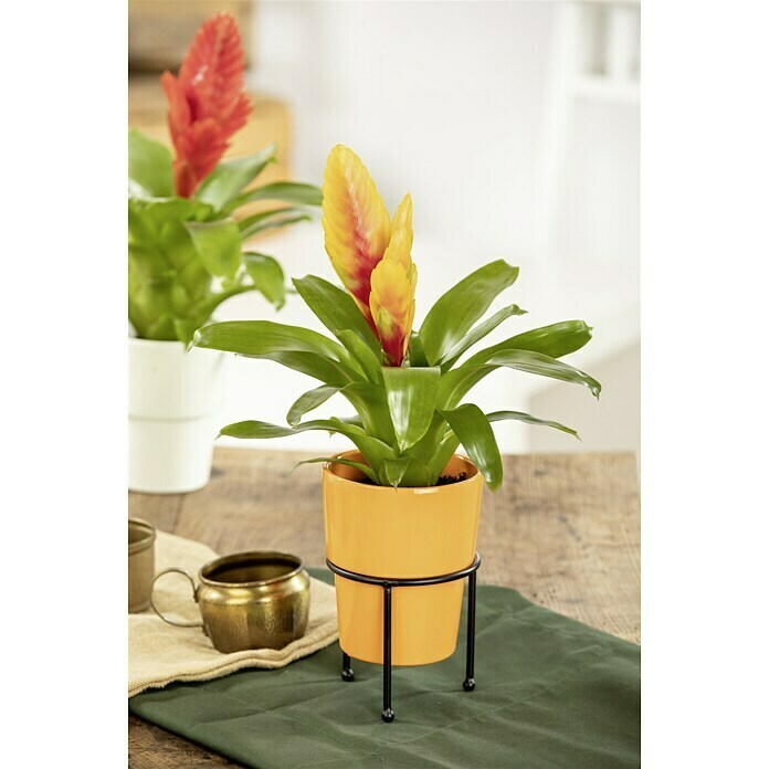 Piardino Bromelie (Bromelia, Topfgröße: 10 cm, Sortenabhängig) | BAUHAUS