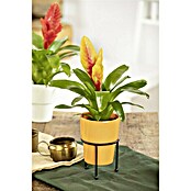 Piardino Bromelie (Bromelia, Topfgröße: 10 cm, Sortenabhängig) | BAUHAUS
