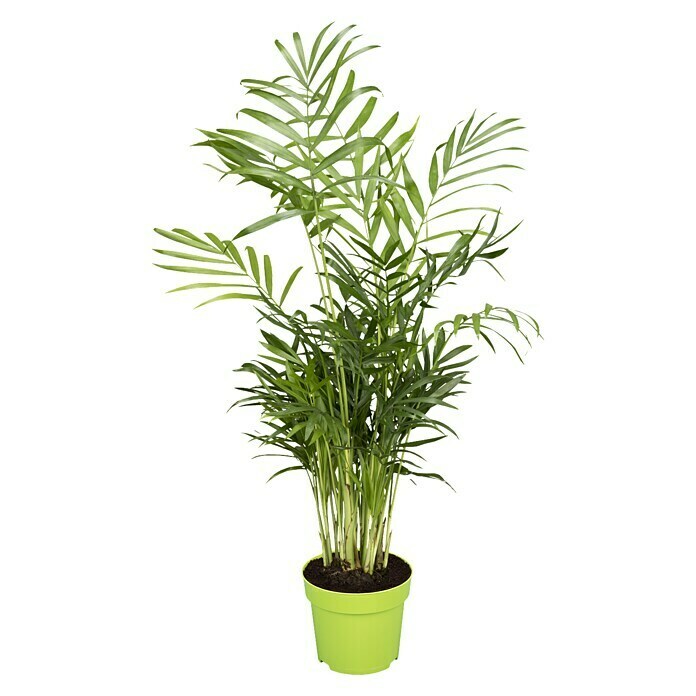 Piardino Zimmerpflanzen-Arrangement Kaffeepflanze (Coffea arabica,  Topfgröße: 25 cm) | BAUHAUS | Kunstpflanzen