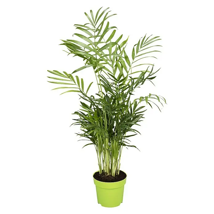 Piardino Bergpalme - Chamaedorea elegans, Topfgröße: 12 cm - Zimmerpalme im grünen Topf. Die Grünpflanze hat viele Blätter und sorgt für ein angenehmes Raumklima.