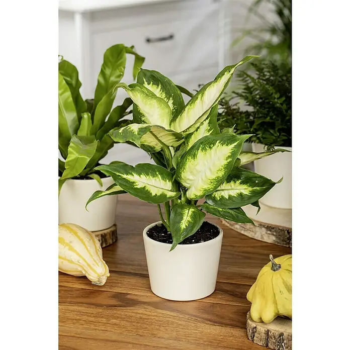 Piardino Dieffenbachie - Dieffenbachia maculata, Topfgröße: 12 cm, Bunt - Nahaufnahme einer Dieffenbachie-Pflanze in einem weißen Topf, umgeben von Kürbissen und anderen Pflanzen auf einem Holztisch.