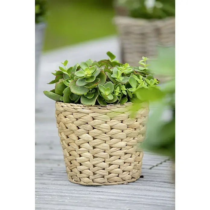 Piardino Garten-Fettblatt - Sedum ewersii, Topfgröße: 13 cm, Rosa - Grüne Sukkulente in einem geflochtenen Korb auf einem Holztisch. Die Pflanze ist gesund und attraktiv.