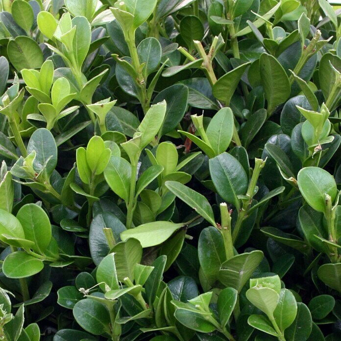 Piardino BuchsbaumBuxus sempervirens, Topfvolumen: 3 l Detail Shot