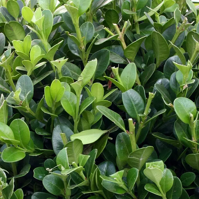 Piardino Buchsbaum - Buxus sempervirens, Topfvolumen: 3 l - Nahaufnahme von dichtem, immergrünem Buchsbaumlaub, das seine üppige Textur und frischgrüne Farbe zeigt. Perfekt für Hecken und Gartengestaltung.