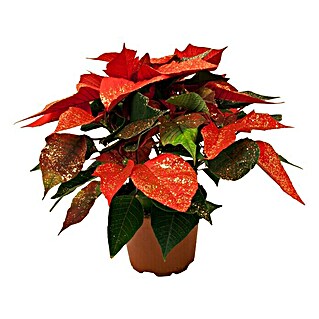 Piardino Weihnachtsstern (Euphorbia pulcherrima, Topfgröße: 11 cm, Rot/Goldglitter)