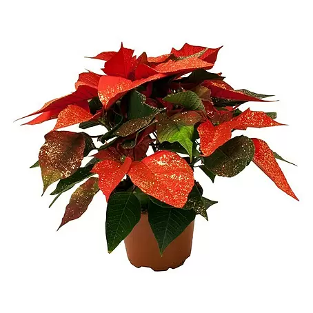 Piardino  Weihnachtsstern