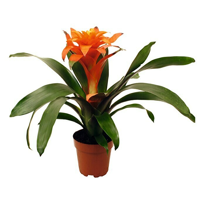 Bromelie (Guzmania Hybriden, Topfgröße: 12 cm, Orange)