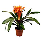 Bromelie (Guzmania Hybriden, Topfgröße: 12 cm, Orange)