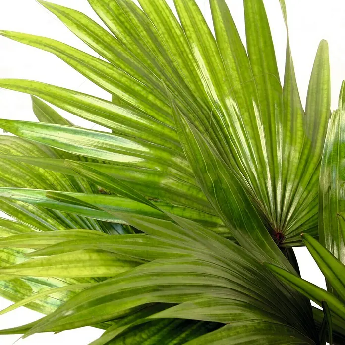 Piardino Latania - Livistona chinensis, Tamaño de maceta: 18 cm - Primer plano de un abanico de hojas de palma verdes, superpuestas para crear un ambiente natural y tropical.