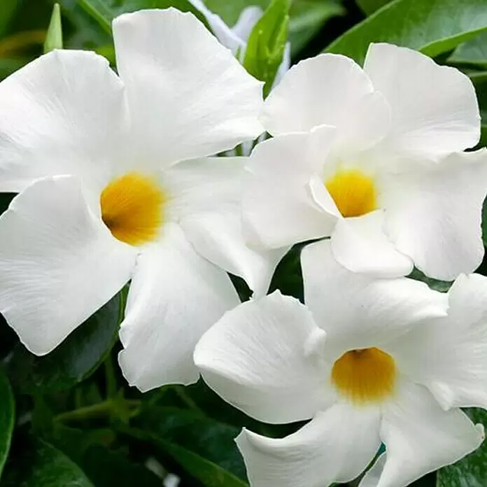Piardino Dipladenia - Mandevilla sanderi (auch: Dipladenia sanderi), Topfgröße: 11 cm, Weiß - Detailaufnahme