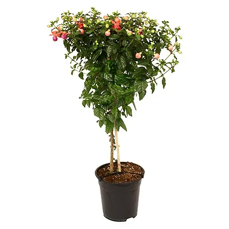 Piardino  Fuchsie