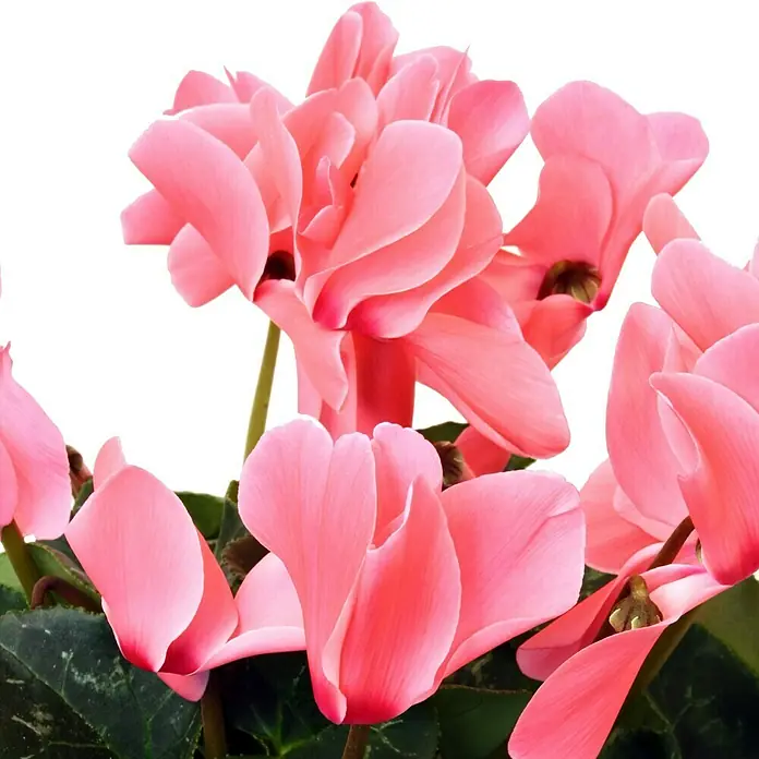 Piardino Zimmer-Alpenveilchen - Cyclamen persicum Pastel Flame, Topfgröße: 13 cm, Dunkelrosa/Weiß - Nahaufnahme von leuchtend rosa Alpenveilchenblüten mit markanten nach oben gerichteten Blütenblättern und üppig grünen Blättern.