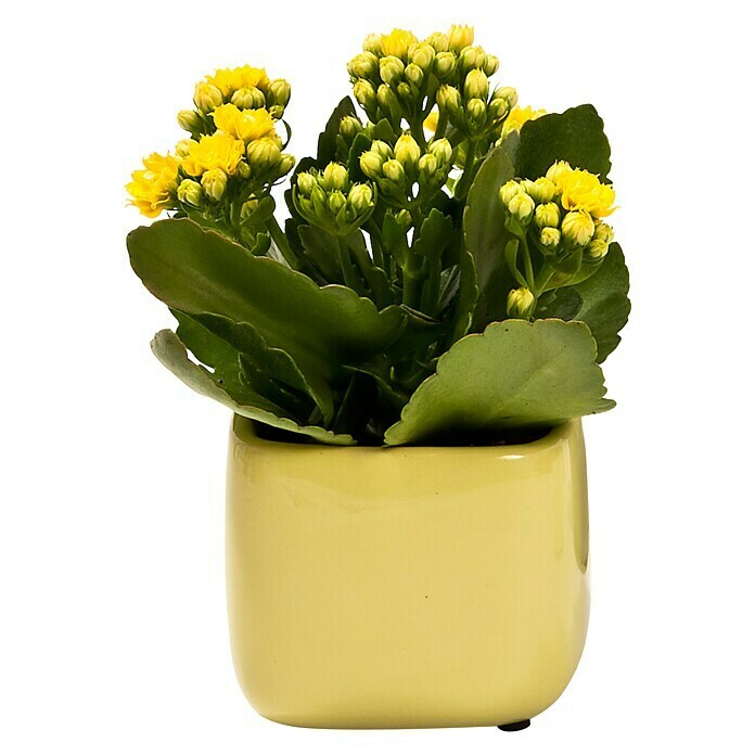 Piardino Flammendes Käthchen Mini (Kalanchoe blossfeldiana, Topfgröße: 7 cm, Gelb)