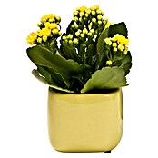 Piardino Flammendes Käthchen Mini (Kalanchoe blossfeldiana, Topfgröße: 7 cm, Gelb)