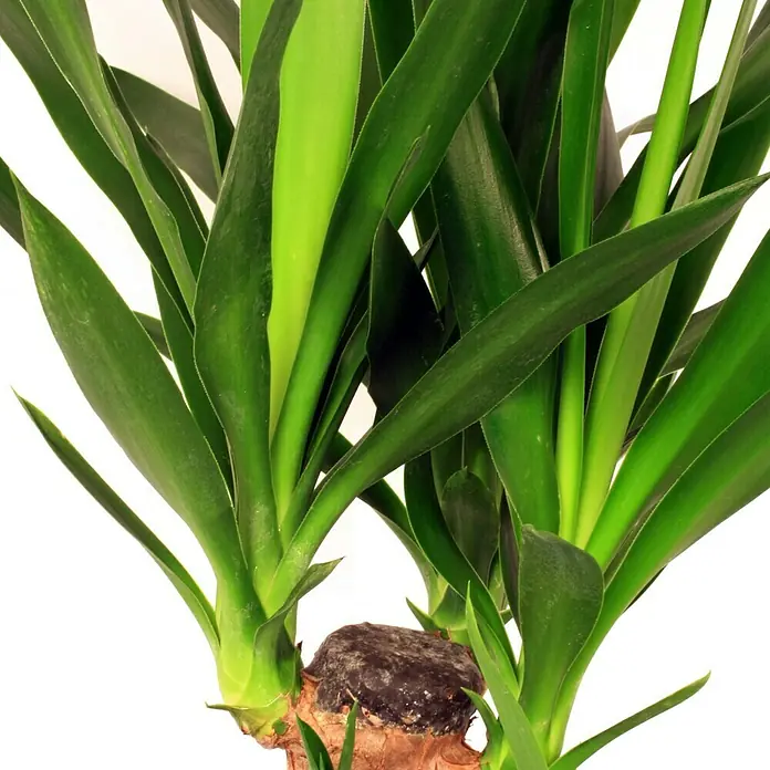 Piardino Yuca pie de elefante verde - Yucca elephantipes, Tamaño de maceta: 17 cm - Primer plano de una planta de interior, una yuca, con exuberantes hojas verdes y un tronco robusto.