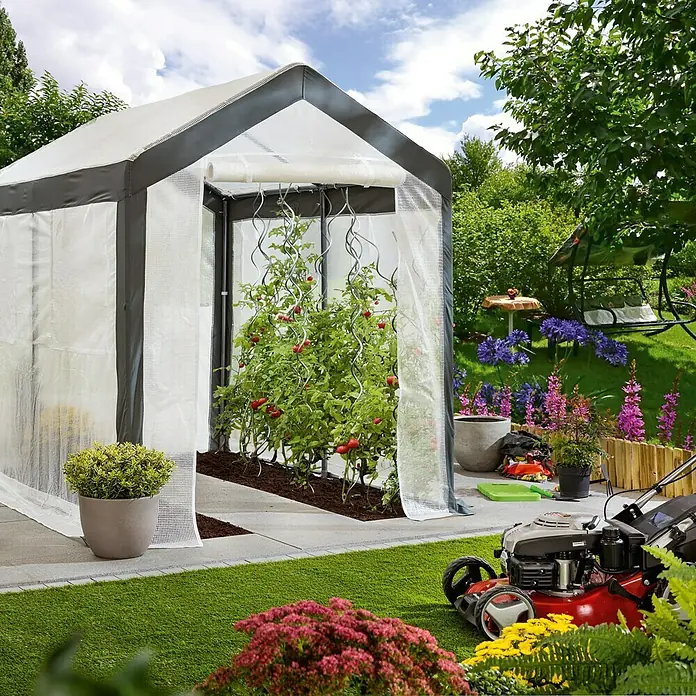 Gewächshaus - Außenmaß inkl. Dachüberstand (B x T): 180 x 240 cm, Material Seitenwand: Kunststoff, Transparent - Gewächshaus mit Tomatenpflanze im Garten, umgeben von Blumen und einem Rasenmäher. Ideal für den Anbau eigener Pflanzen.