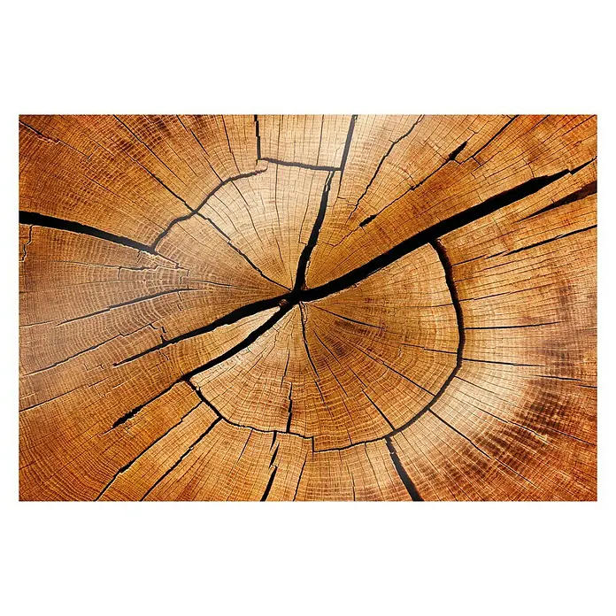 CUCINE Küchenrückwand - Circled Wood, 60 x 40 cm, Stärke: 6 mm, Einscheibensicherheitsglas (ESG) - Nahaufnahme einer Baumscheibe, die das Alter und die Jahresringe des Holzes zeigt. Gut für Holzarbeiten, Dekoration und Tischplatten.