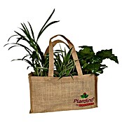 Piardino Zimmerpflanzen-Mix in Jute (Verschiedene Grünpflanzen, Topfgröße: 12 cm, 3er Set) | BAUHAUS