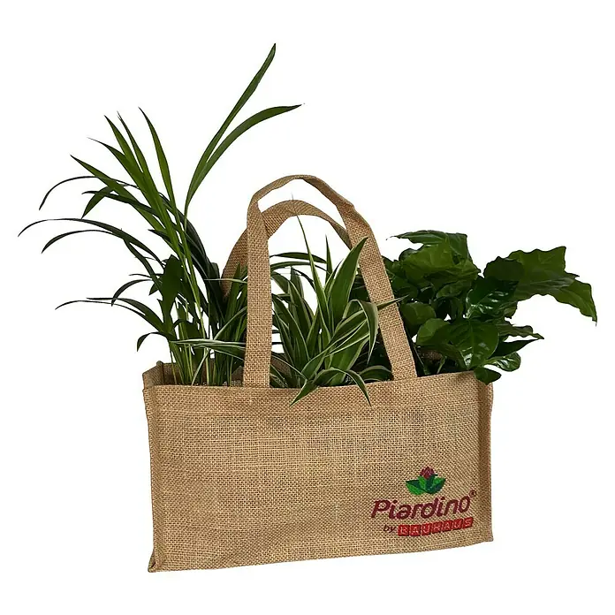 Piardino Zimmerpflanzen-Mix in Jute - Verschiedene Grünpflanzen, Topfgröße: 12 cm, 3er Set - Pflanzen-Geschenktasche mit verschiedenen Zimmerpflanzen in einer Jutetasche mit dem Aufdruck "Piardino by Bauhaus".