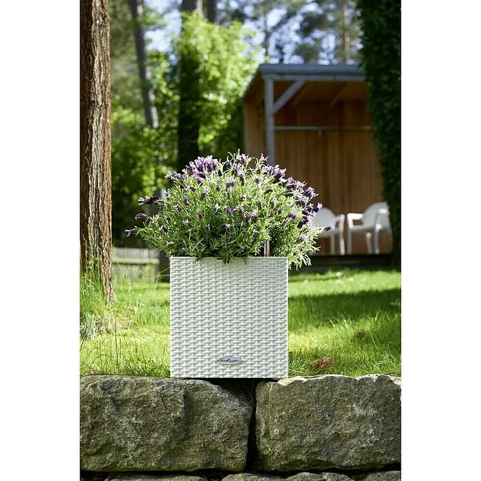 Lechuza Cottage Pflanzkübel eckig Cube - Außenmaß (L x B x H): 30 x 30 x 30 cm, Kunststoff, Weiß - Nahaufnahme eines quadratischen, weißen Lechuza-Pflanzgefäßes mit Lavendelblüten auf einer Steinmauer im Garten.
