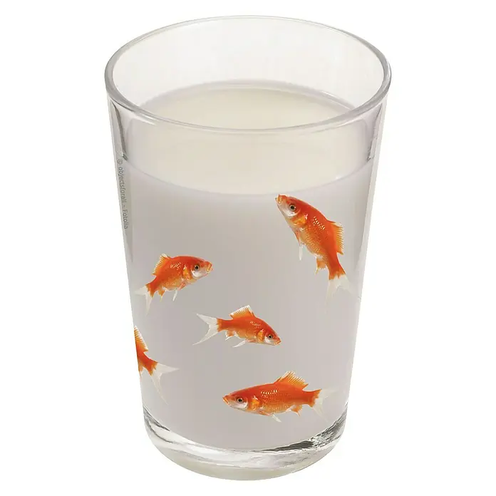 Vinilo de pared - Peces, Naranja, Plástico - Un vaso de leche con peces dorados nadando dentro, creando una escena visual sorprendente e inusual.