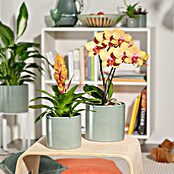 Scheurich Übertopf rund 828 (Sage Green) | BAUHAUS