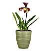 Scheurich Orchideentopf Corteza (Menta, Ø x H: 13 x 15 cm, Keramik) | BAUHAUS